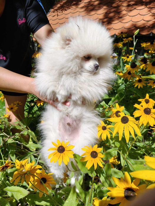 POMERANIAN szpic miniaturowy ZKwP FCI