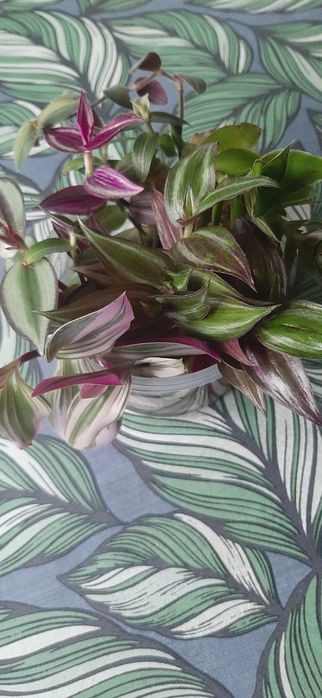 Trzykrotka gałązki