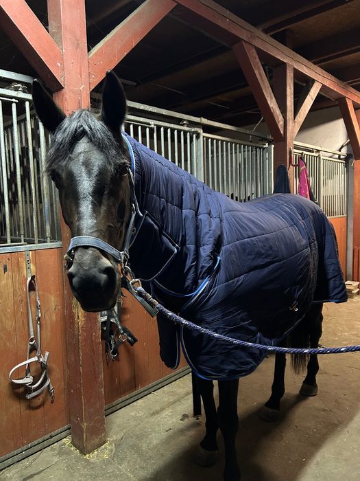 Derka stajenna horze 145cm