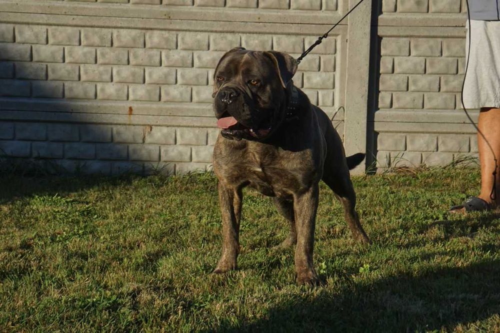 Cane Corso pies FCI
