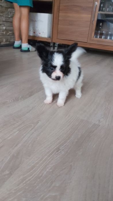 Papillon Spaniel Kontynentalny Miniaturowy