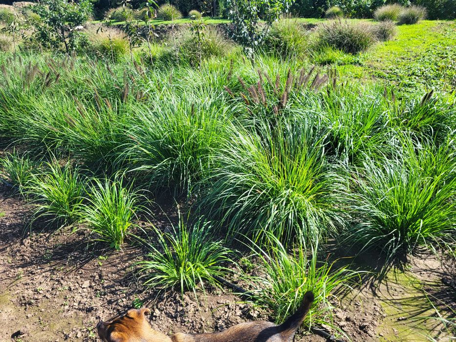 Trawa ozdobna Rozplenica Japońska