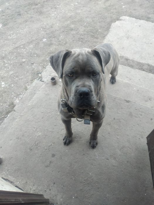 Коне корсу вязка