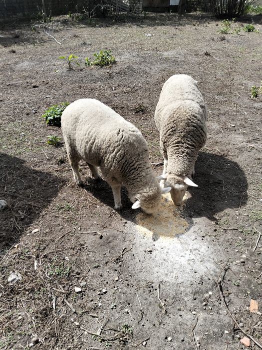 Casal de ovelhas a femea cheia