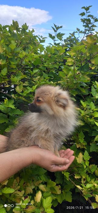 Pomeranian, Szpic miniaturowy.
