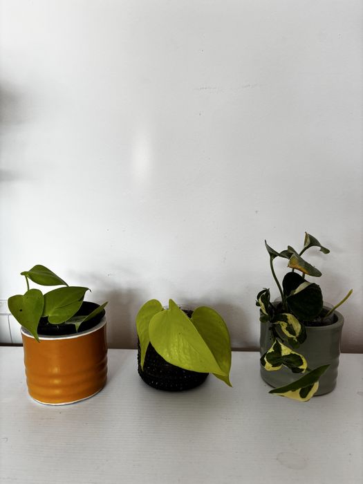 Філодендрон лайм  неон Епіпремнум бразіл енджой енжой