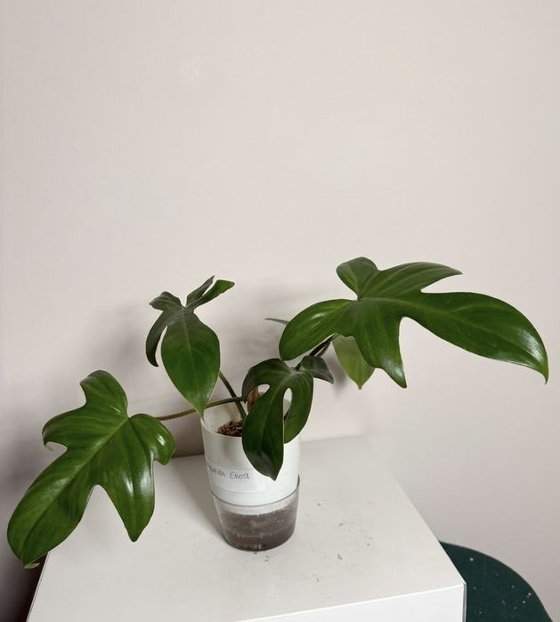 Philodendron florida ghost