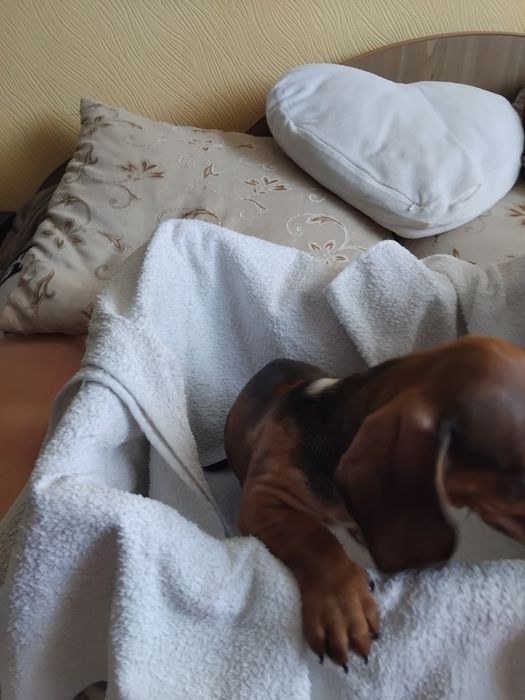 Міні таксочка з цікавим окрасом