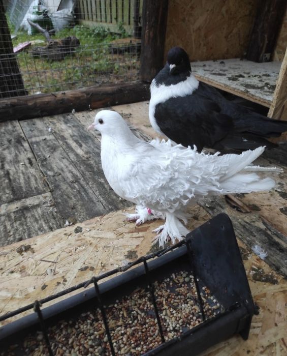 Wymienię gołębie loczki