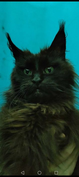 Котенок Мейн Кун, черный дым, Black Silver