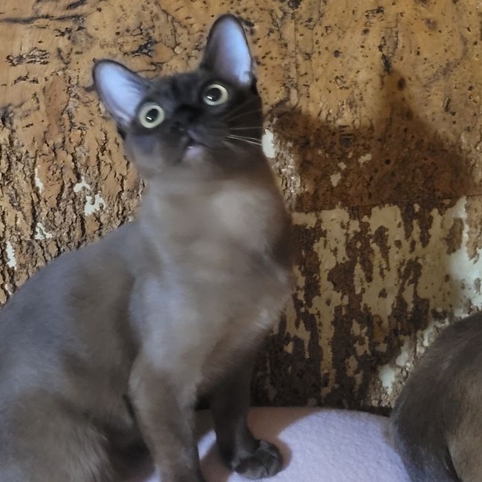 Бурма американская