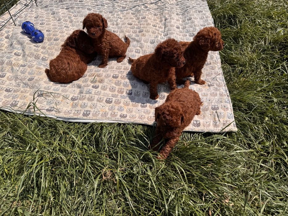 Ред браун Той Пудель ‼️ насичені ‼️