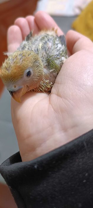 Agapórnis para cedencia