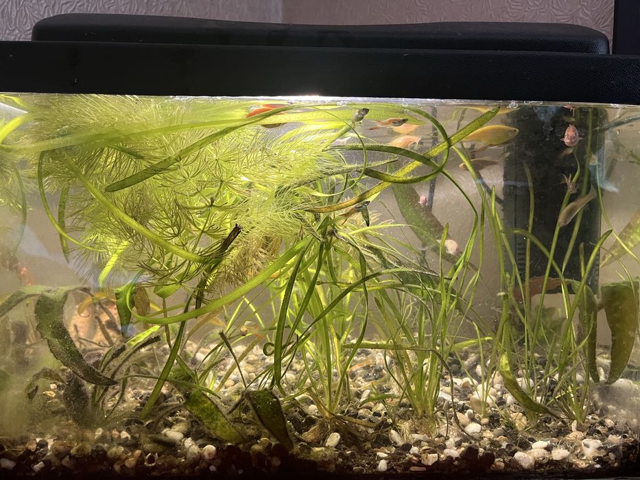 Рибки Гуппі/Водорості