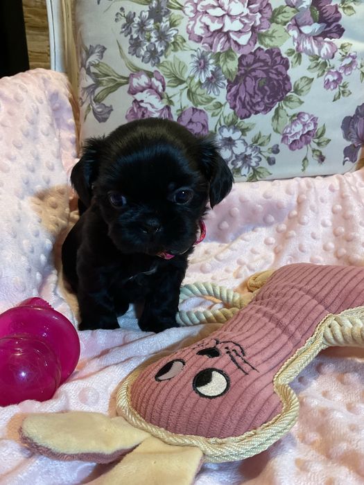 Shih - Tzu Salonowa Suczka Czarna