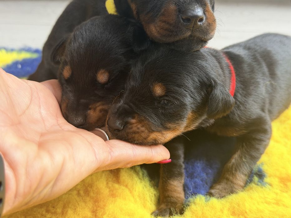 FCI DOBERMAN suczka zkwp