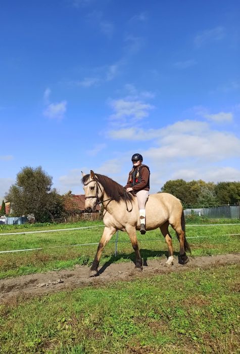 Piękna bułana klacz