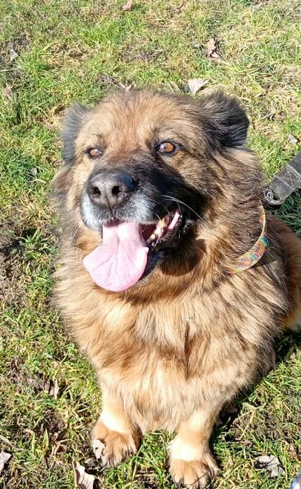 Oddam za darmo, do adopcji- prześliczna, wierna Azunia szuka domu