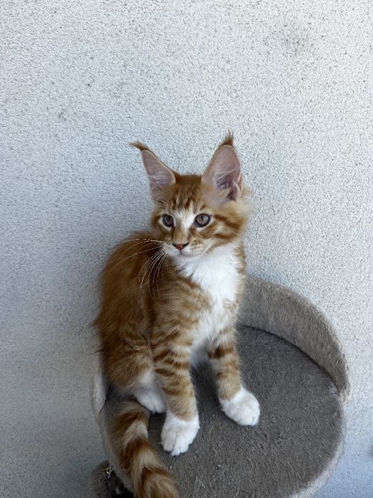 Piękny pręgowany rudzielec Maine Coon