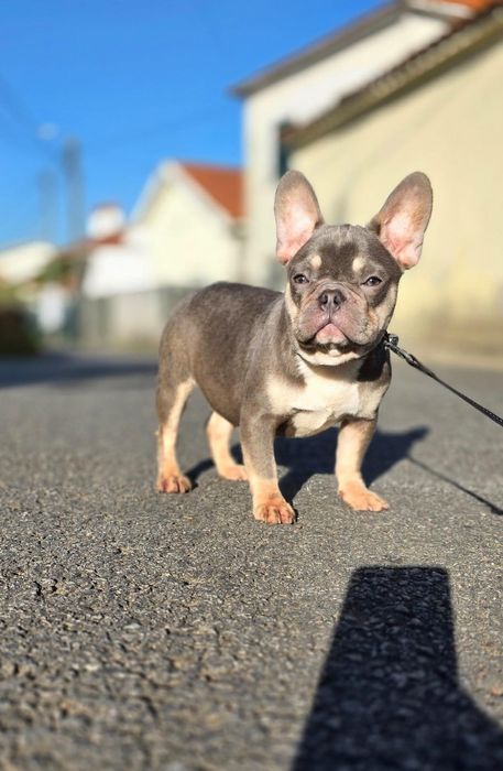 Excelente Fêmea Buldogue Francês Lilac Tan
