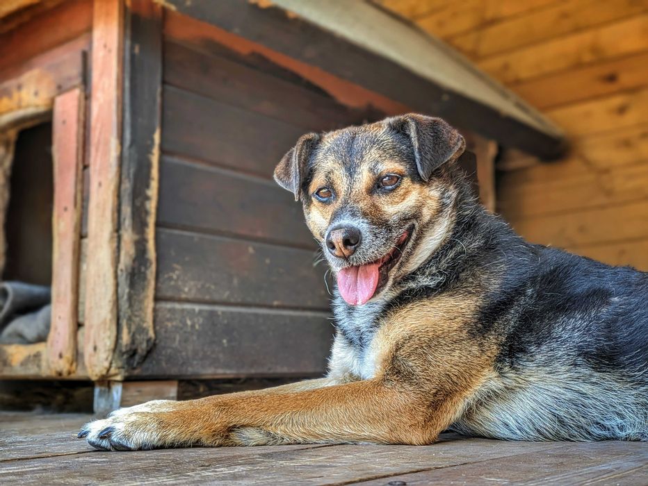 Tinajka czeka na swój dom w schronisku