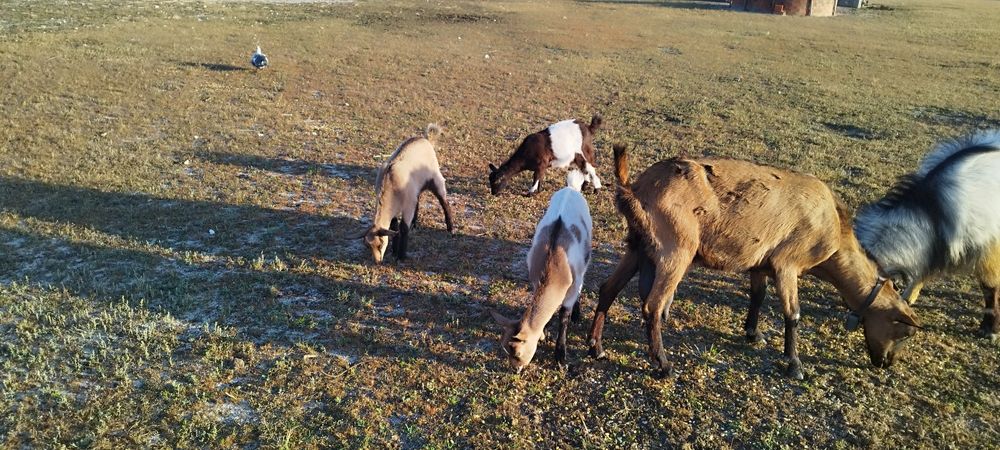 Cabrito e cabritas disponíveis