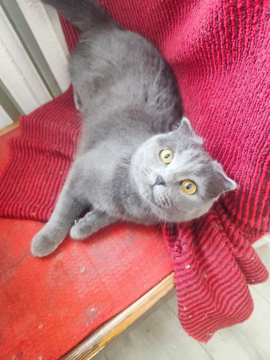 Британська висловуха