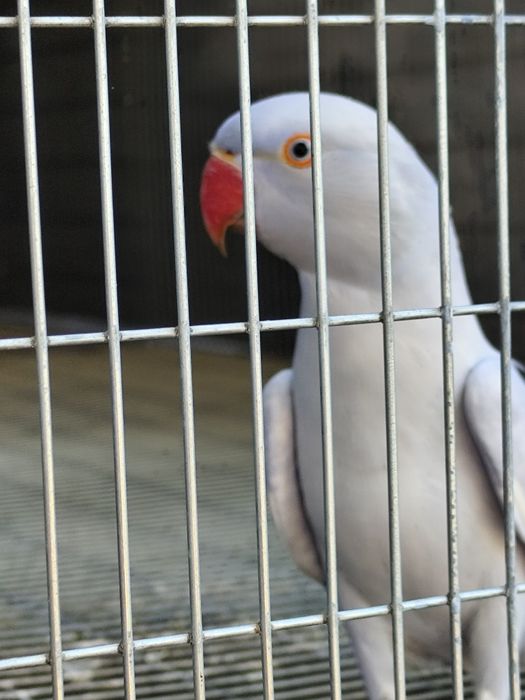 Ring necks prontos a criar 2027