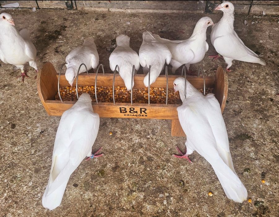 Pombas correias brancas