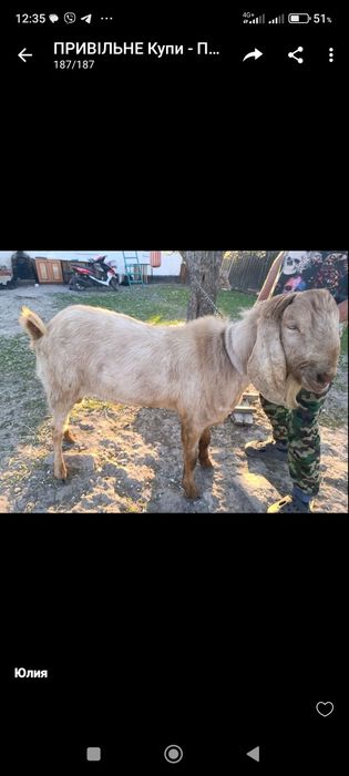 Продам, цапа породи Каморі.