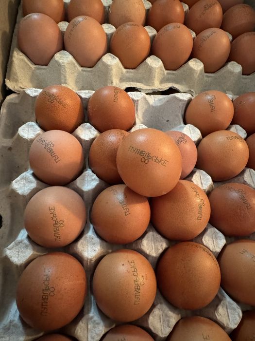 Продам яйцо куриное/перпелиное