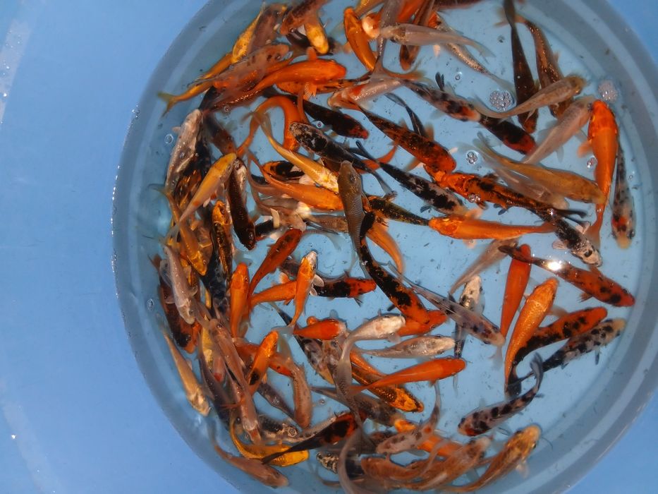 Carpas koi 7/9cm