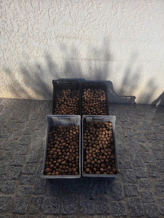 Nozes Biológicas €/Kg