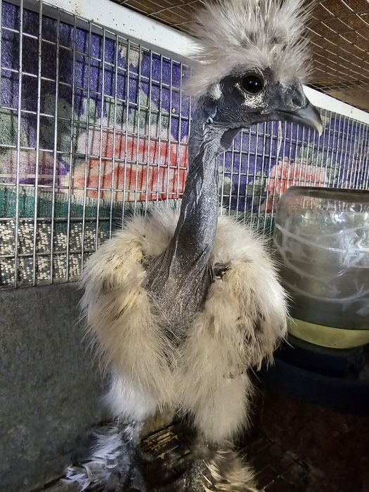 Китайская  пуховая.