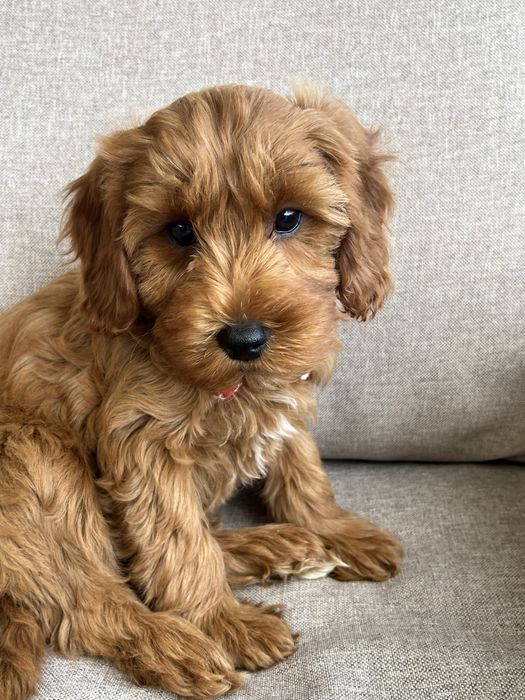 Piesek cavapoo gotowy do odbioru