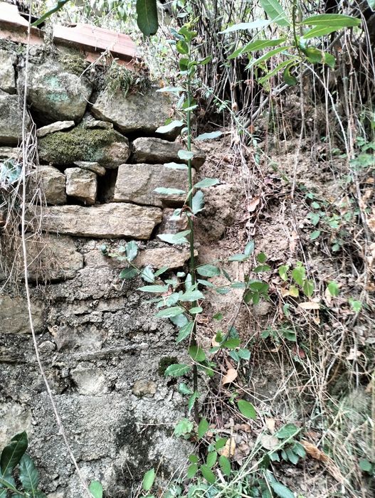 Folhas de louro verdes ou secas .