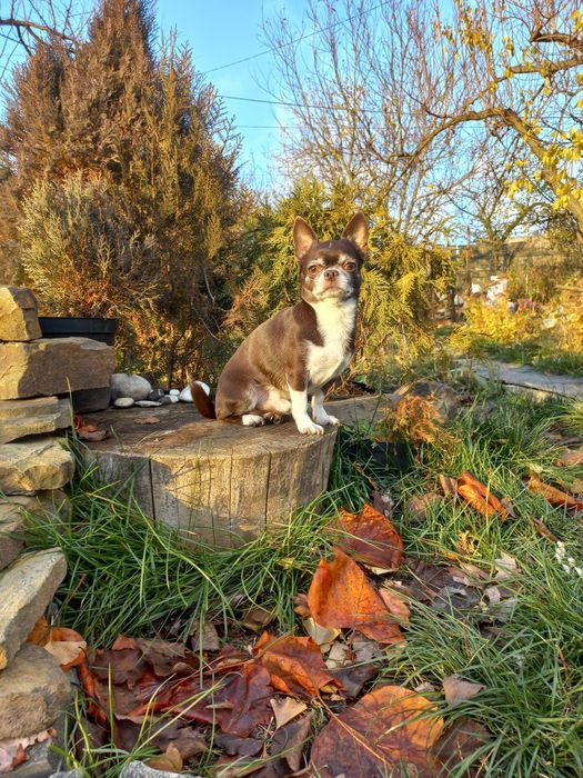 Вязка чихуахуа шоколадный кобель