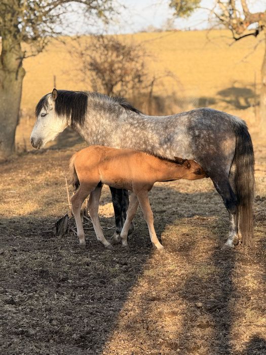 Klacz ze zrebakiem kuc felinski ksiega glowna