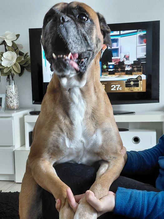 Bessy- cadela de porte médio para adoção (boxer)