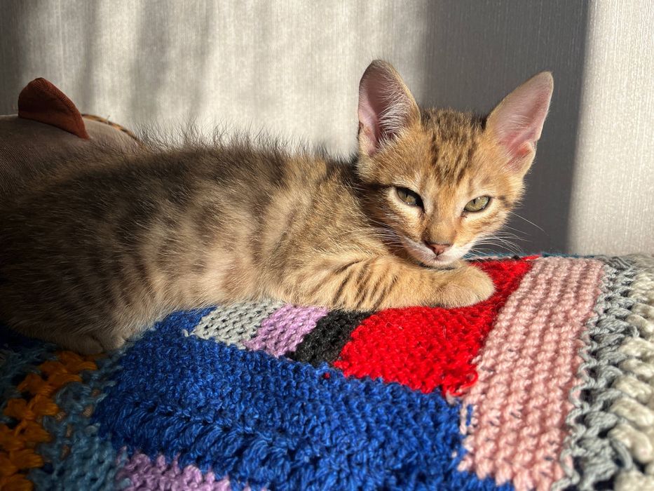 Бенгальський котик, котеня, бенгал, хлопчик