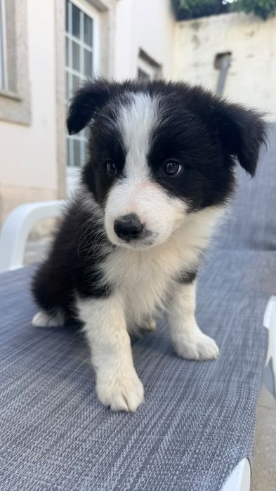 Border Collie femea