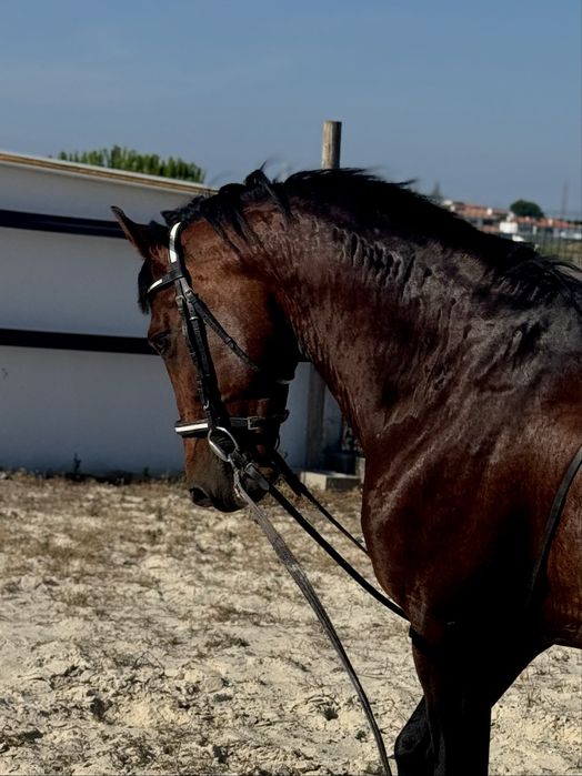 Cavalo cruzado, montado, 5 anos
