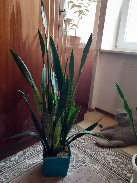 растение "тещин язык" сансевиерия