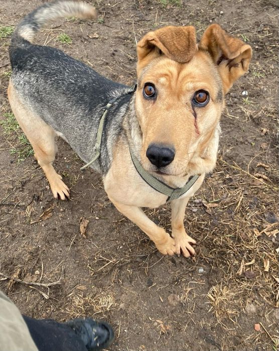 Merida Waleczna do adopcji