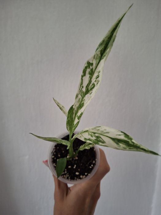 Спатифілум Нью Ван