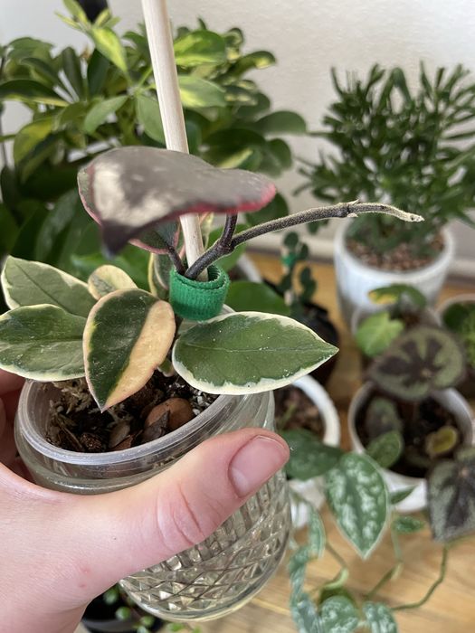 Обмін рослинами