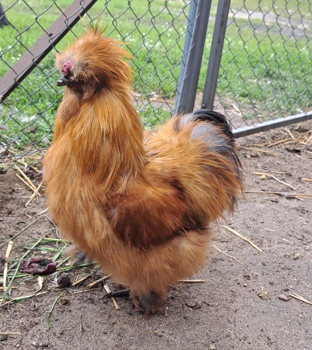 Koguciki Silki 8 miesiecy kochin miniaturowy