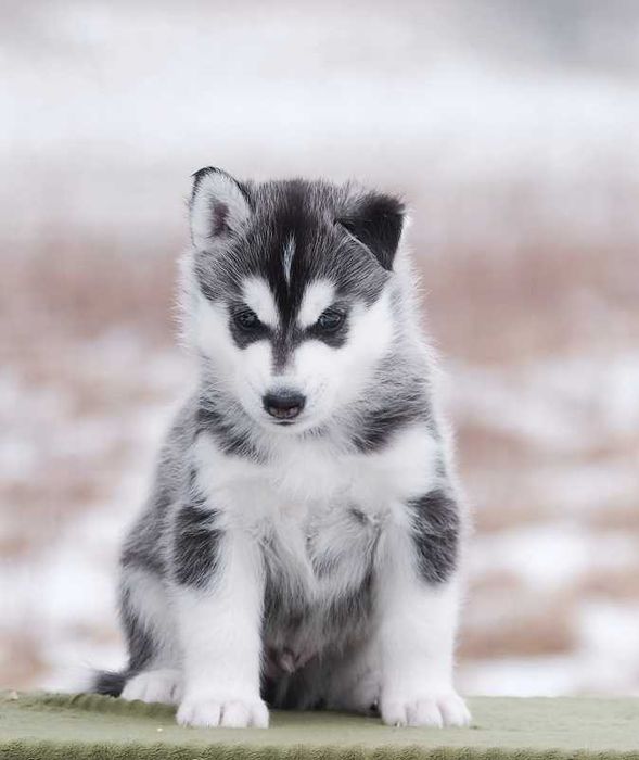 La Dam Latea FCI - Siberian Husky - BATMAN szczeniak z rodowodem ZKwP