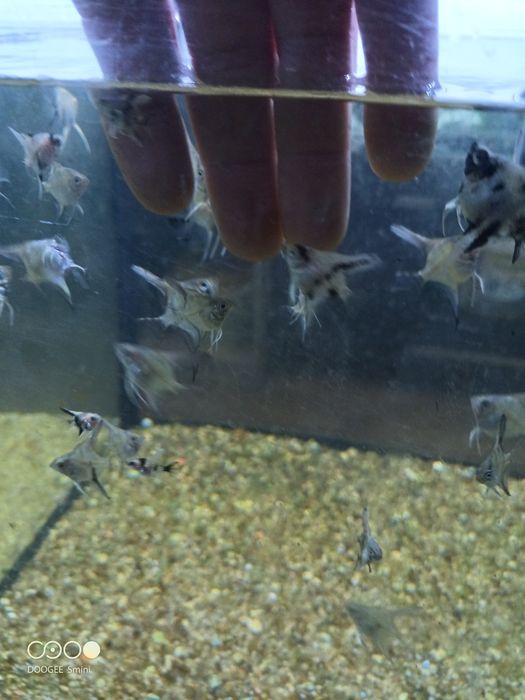 Escalar juvenis (criação própria)