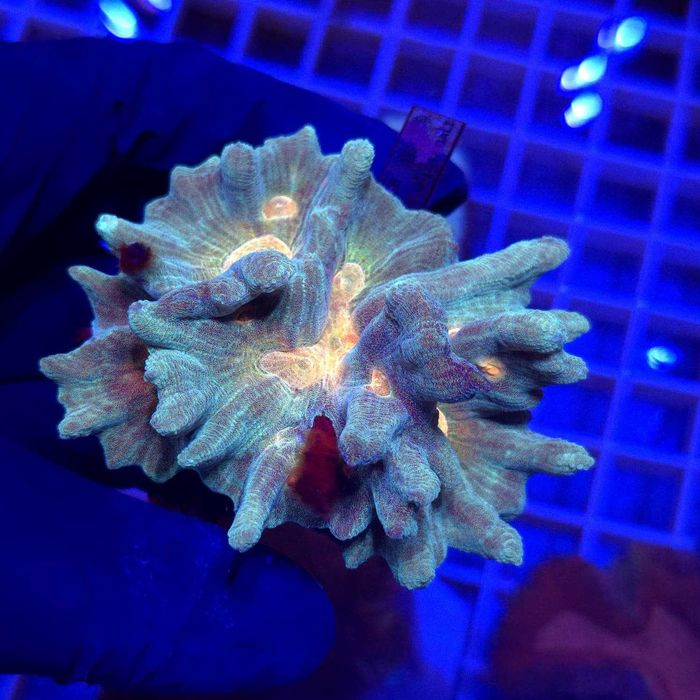 Pectinia alcicornis Rainbow WYSIWYG #2 Koralowce LPS